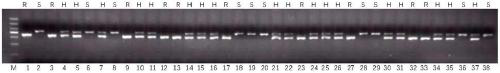 Rice anti-rice-blast gene Pi36 co-dominant molecular marker and application