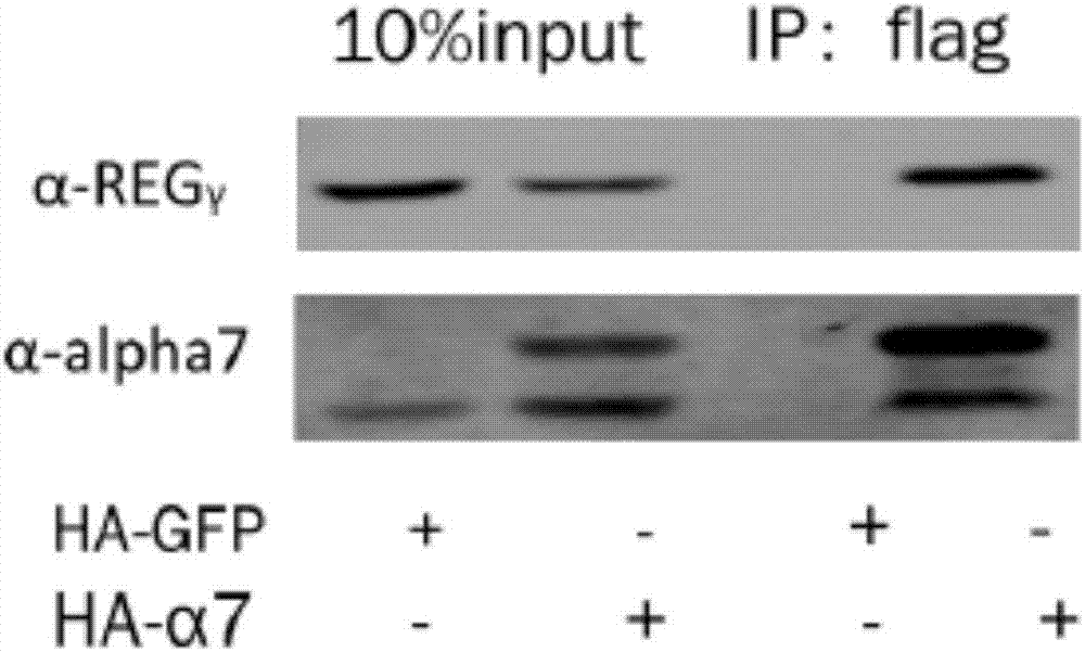 Screening system and application of REG Gamma-20S proteasome inhibitor