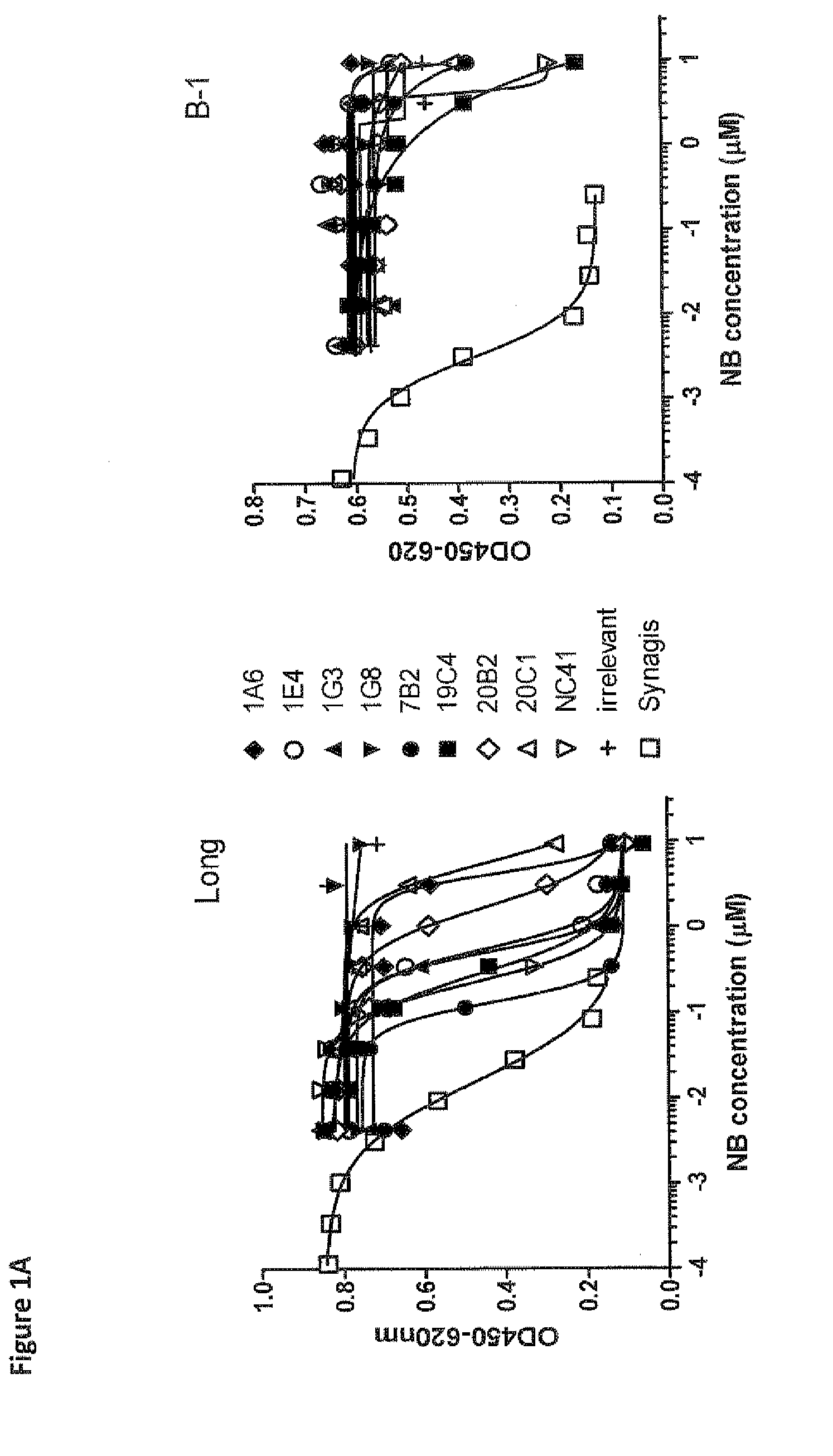 Amino acid sequences directed against human respiratory syncytial virus (HRSV) and polypeptides comprising the same for the prevention and/or treatment of respiratory tract infections