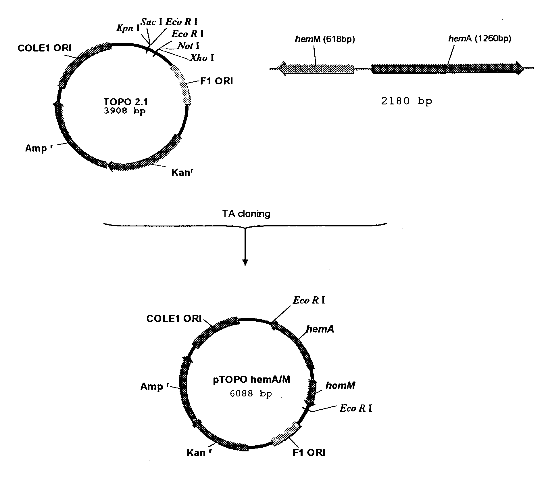 Vibrio cholerae strains VCUSM1 and VCUSM4, method of producing same, and vaccine derivatives thereof