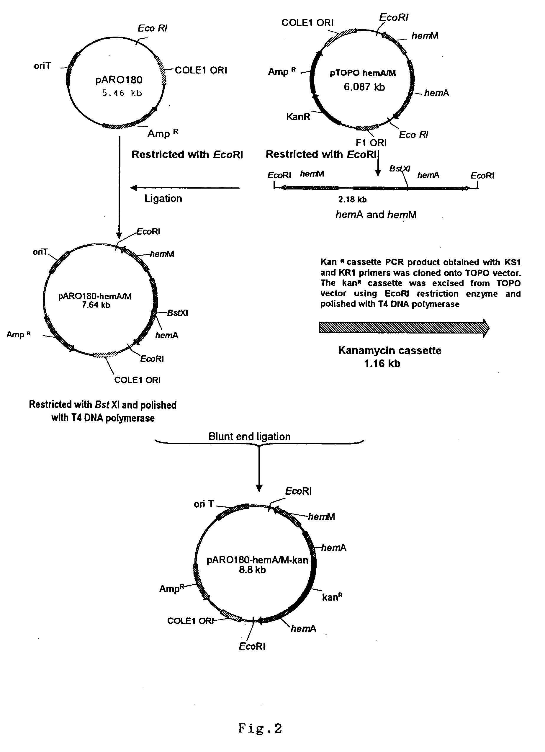 Vibrio cholerae strains VCUSM1 and VCUSM4, method of producing same, and vaccine derivatives thereof