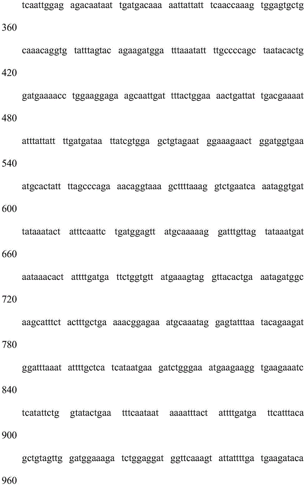 Clostridium difficile exotoxin B carboxyl-terminal protein gene highly expressing in Escherichia coli