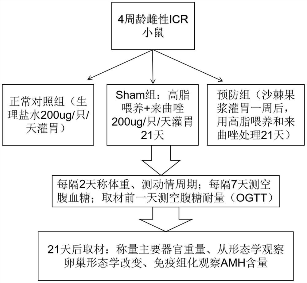 Application of sea buckthorn pulp in the prevention of polycystic ovary syndrome