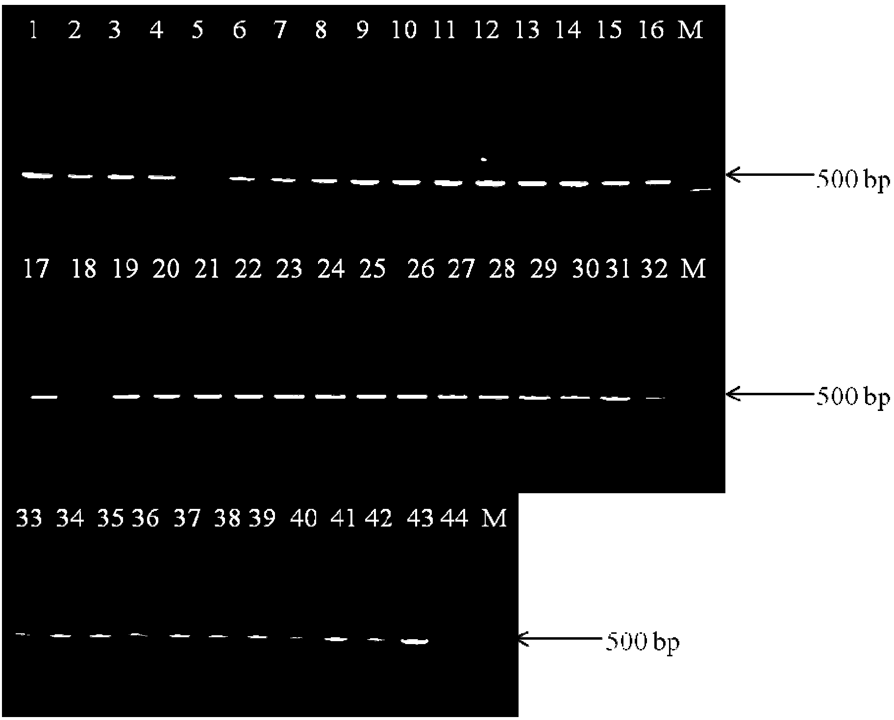 Method for detecting cronobacter sakazakii as well as kit and primer thereof