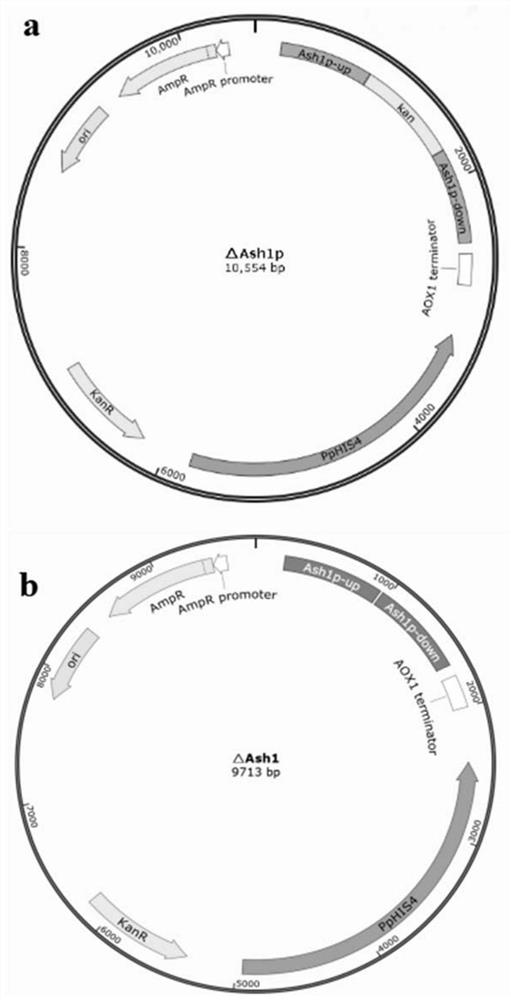 Application of Ash1p as negative regulatory factor in improvement of protein expression in host cells