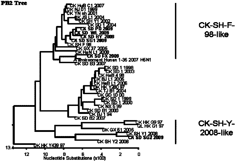 H9N2 avian influenza virus vaccine strain and application of H9N2 avian influenza virus vaccine strain in immune protection