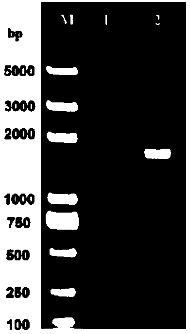 GPV (gosling plague virus) subunit vaccine as well as preparation method and application thereof