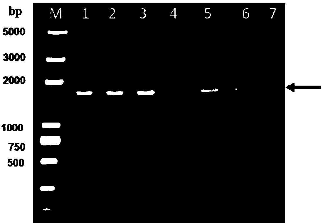 GPV (gosling plague virus) subunit vaccine as well as preparation method and application thereof