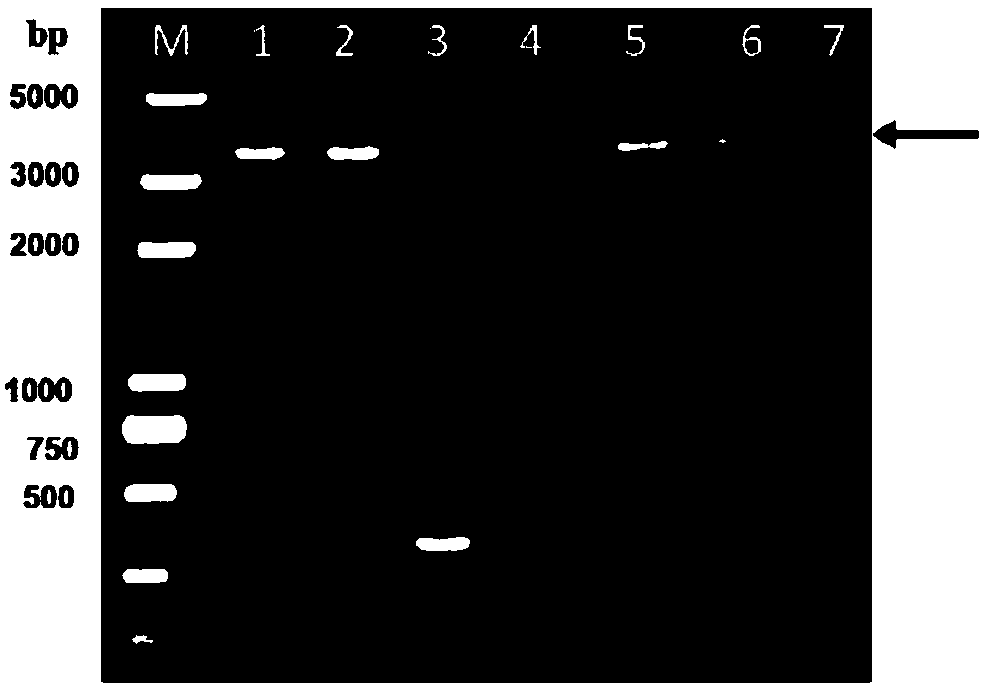 GPV (gosling plague virus) subunit vaccine as well as preparation method and application thereof