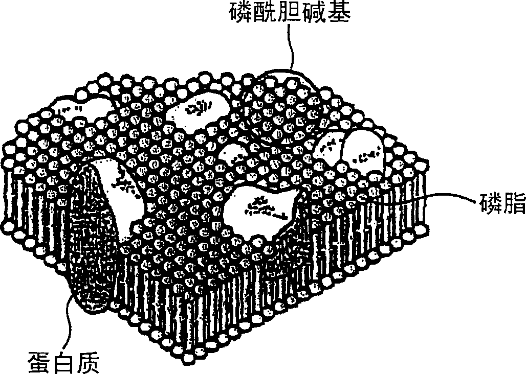 Artificial joint member made of polymeric material