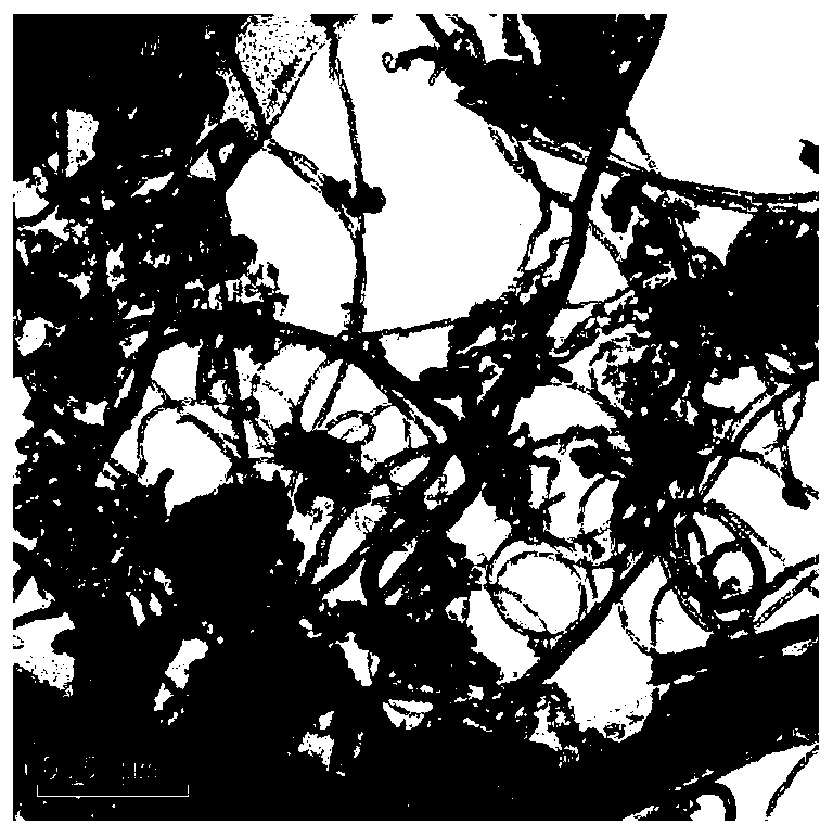 Chinese fir carbon sheet electrode material based on carbon nanotubes and manganese dioxide and preparation method thereof, and super capacitor