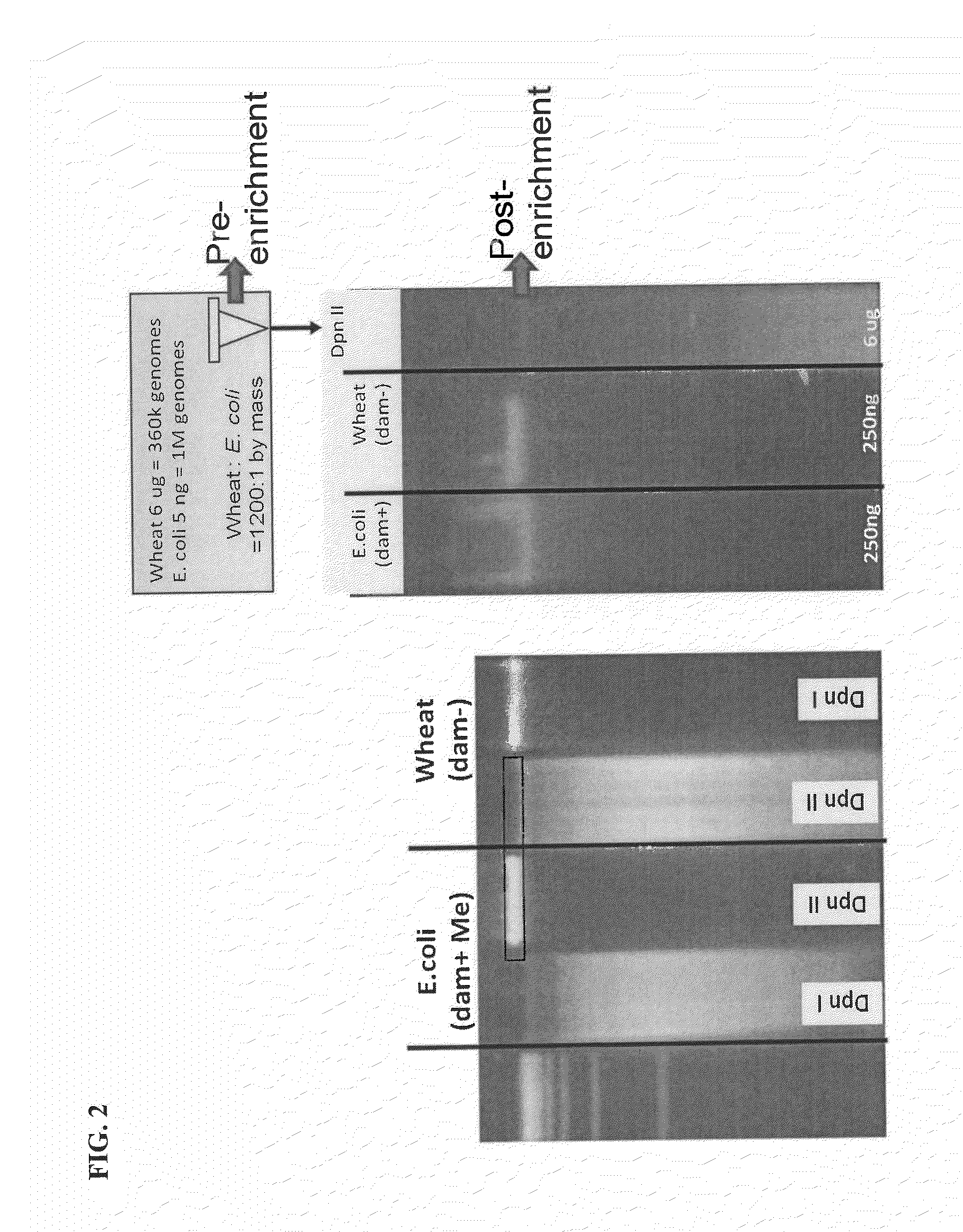 Methods and Compositions for Segregating Target Nucleic Acid from Mixed Nucleic Acid Samples