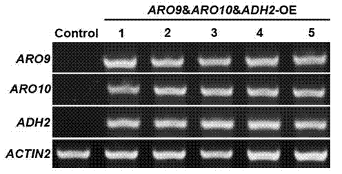 Metabolic pathway reconstruction method for reducing lignin content and use thereof