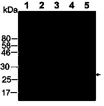 Indirect enzyme-linked immuno sorbent assay (ELISA) kit for detecting canine and feline Toxoplasma gondii antibodies