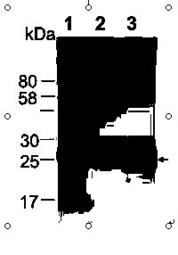 Indirect enzyme-linked immuno sorbent assay (ELISA) kit for detecting canine and feline Toxoplasma gondii antibodies