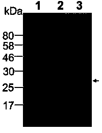 Indirect enzyme-linked immuno sorbent assay (ELISA) kit for detecting canine and feline Toxoplasma gondii antibodies