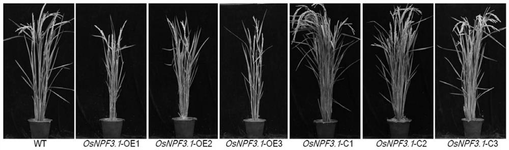 Application of gibberellin transport gene osnpf3.1 in improving rice yield