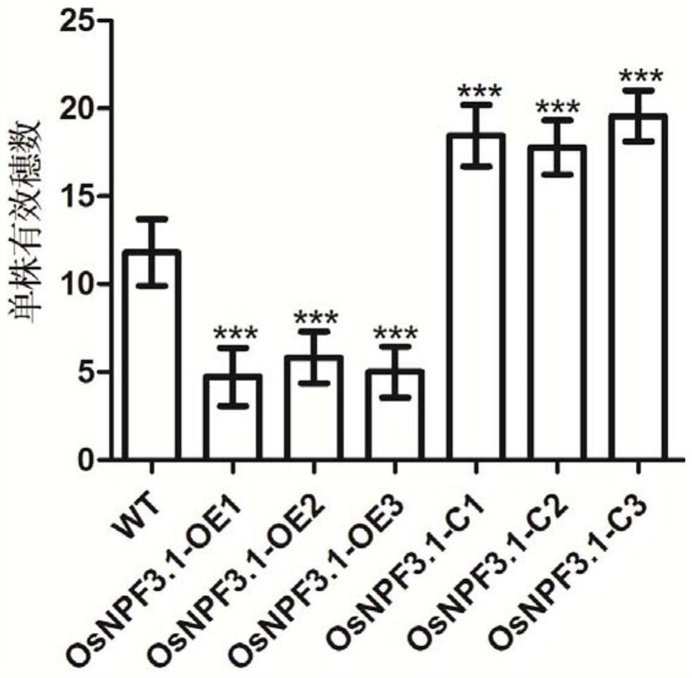 Application of gibberellin transport gene osnpf3.1 in improving rice yield