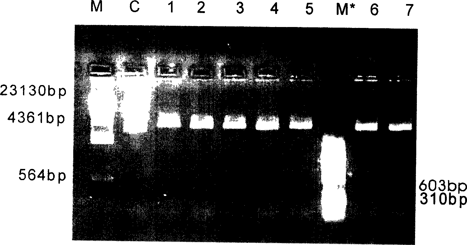 Recombination human alkaline fiber forming cell growth factor gene and its nonfusion expression product, production method and application