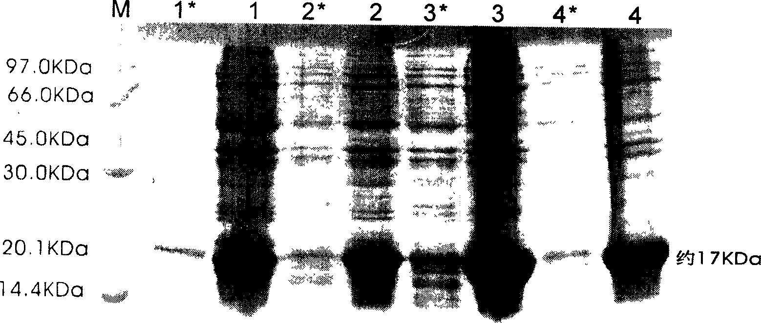 Recombination human alkaline fiber forming cell growth factor gene and its nonfusion expression product, production method and application