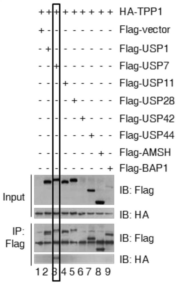 Medicinal uses of the ubiquitin protease usp7 in aging and related diseases