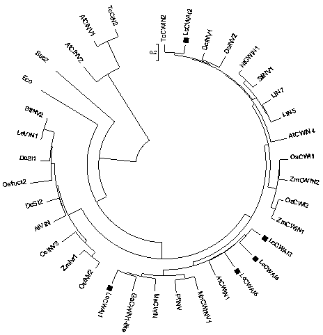 A kind of bacterial solution and method for improving litchi coke rate