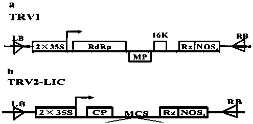 A kind of bacterial solution and method for improving litchi coke rate