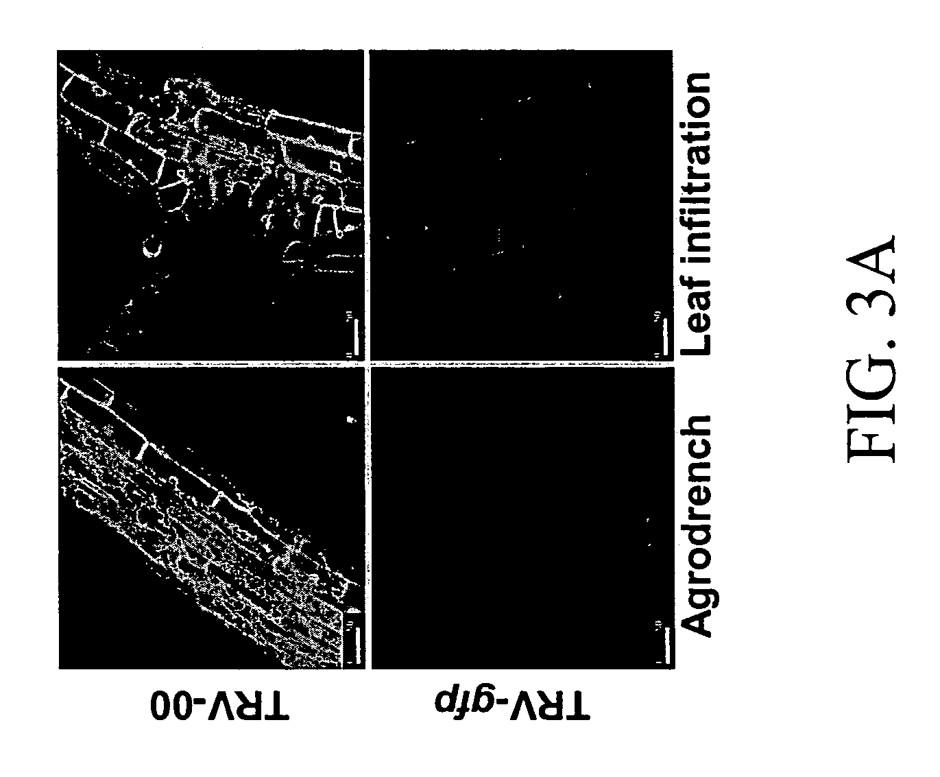 Agroinoculation method for virus induced gene silencing