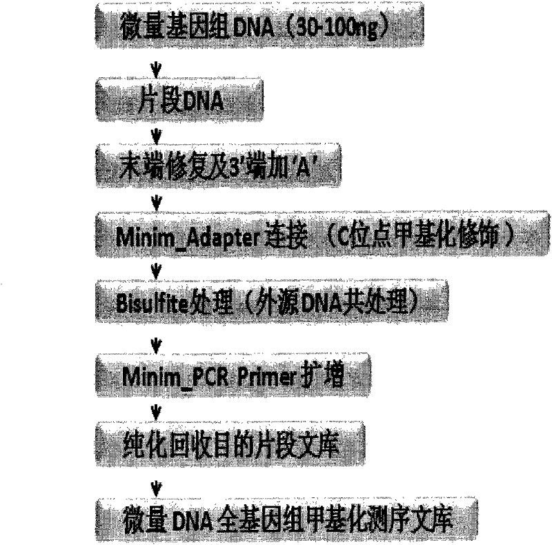 Method for accurate detection of whole genome methylation sites by utilizing trace genome DNA (deoxyribonucleic acid)