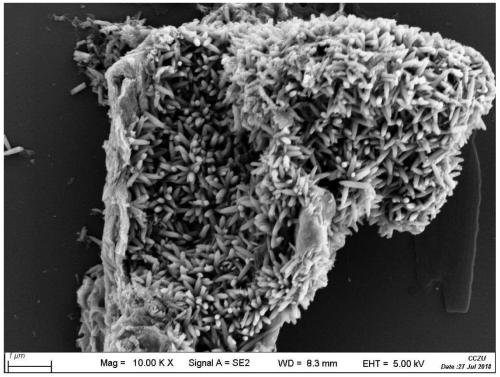 Preparation method for cerium oxide nanorod array/graphene composite material and application of cerium oxide nanorod array/graphene composite material in photocathode protection