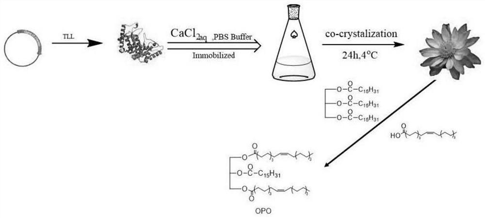 Preparation method of biomineralized immobilized lipase and application of biomineralized immobilized lipase in catalytic synthesis of OPO