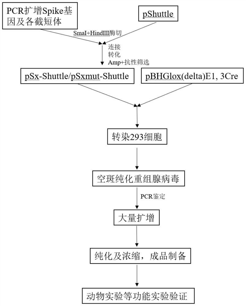 SARS-CoV-2 coronavirus vaccine and preparation method thereof