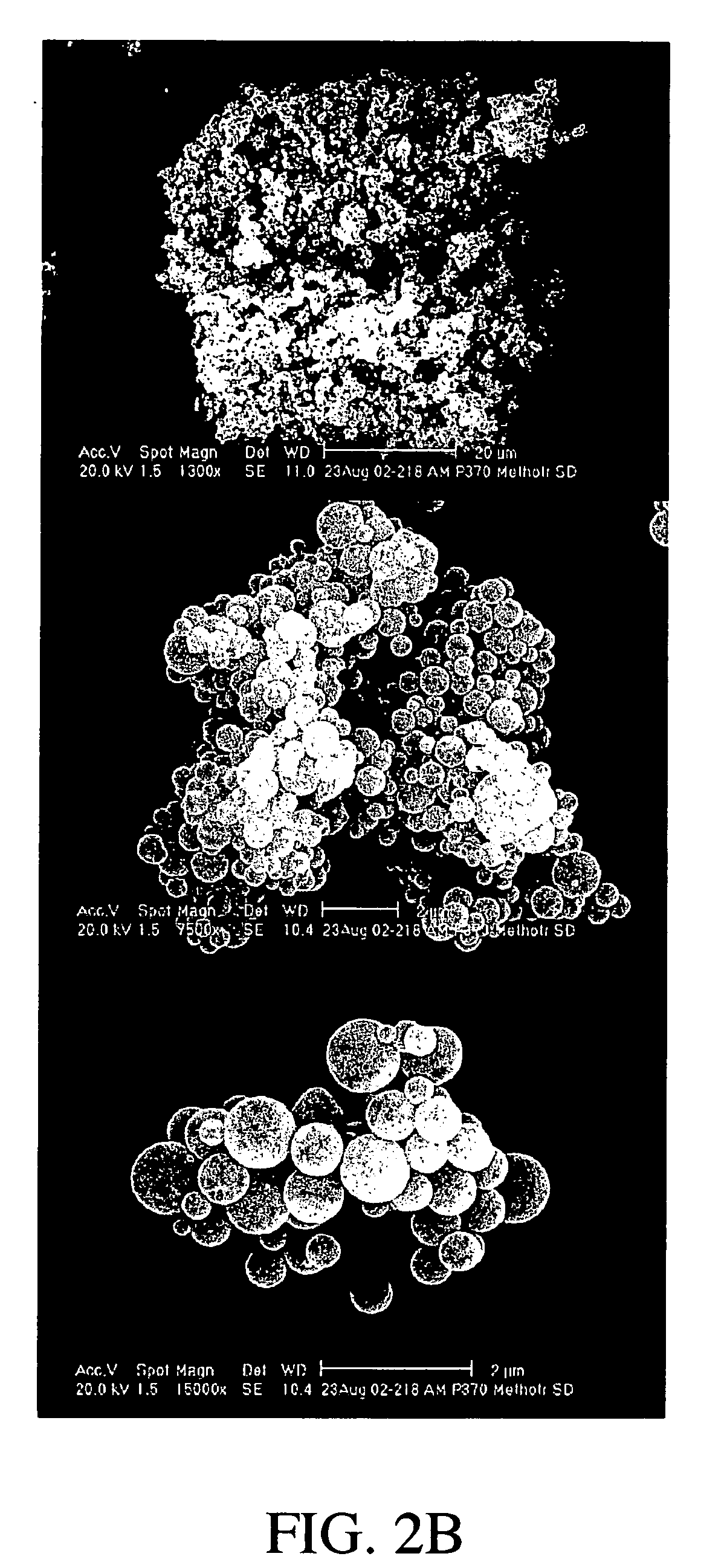 Methotrexate compositions