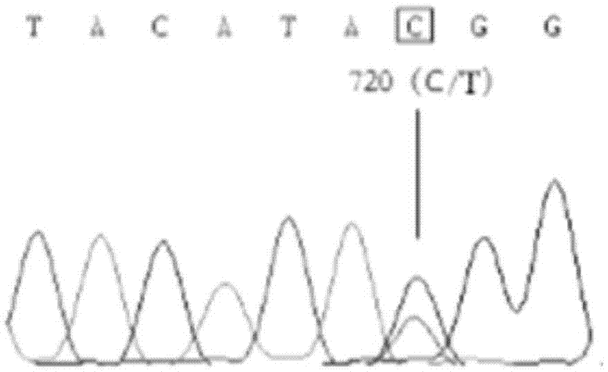 Detection method of yak FOXO1 gene single nucleotide polymorphism and kit thereof