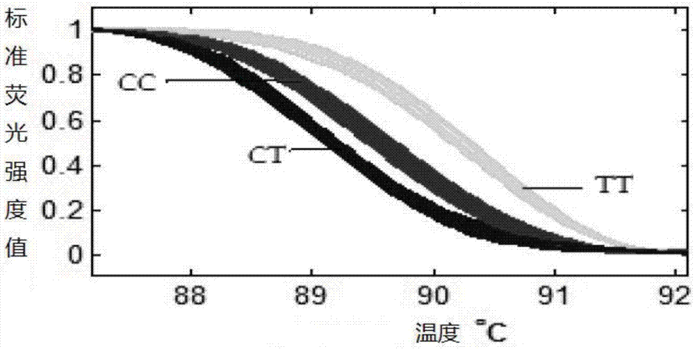 Detection method of yak FOXO1 gene single nucleotide polymorphism and kit thereof