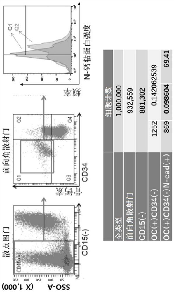 Composition for diagnosis of bone metastasis of cancer and kit comprising same