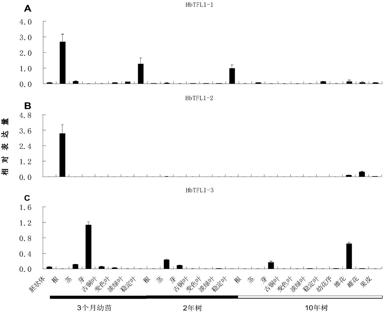 A rubber tree flowering regulation protein hbcen2 and its coding gene and application