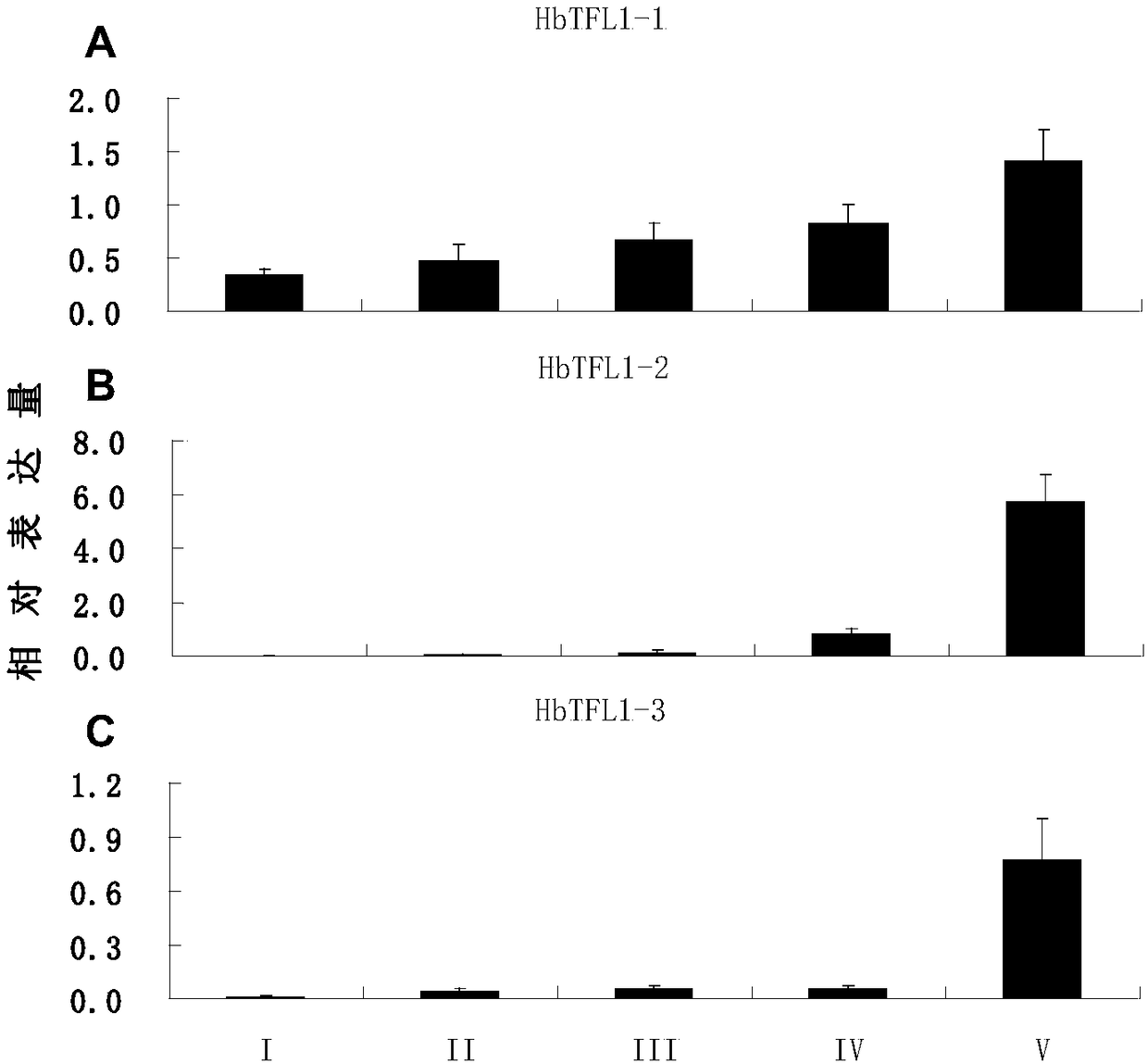 A rubber tree flowering regulation protein hbcen2 and its coding gene and application