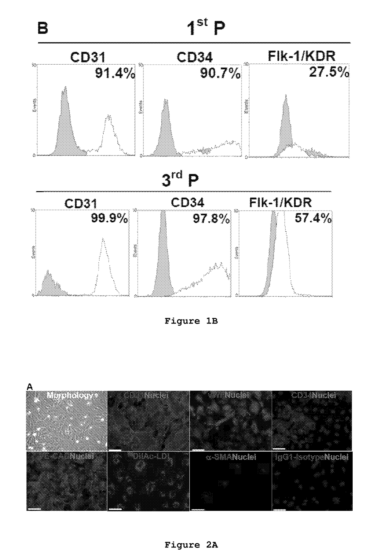 Composition and method to improve the therapeutic effect of stem cells