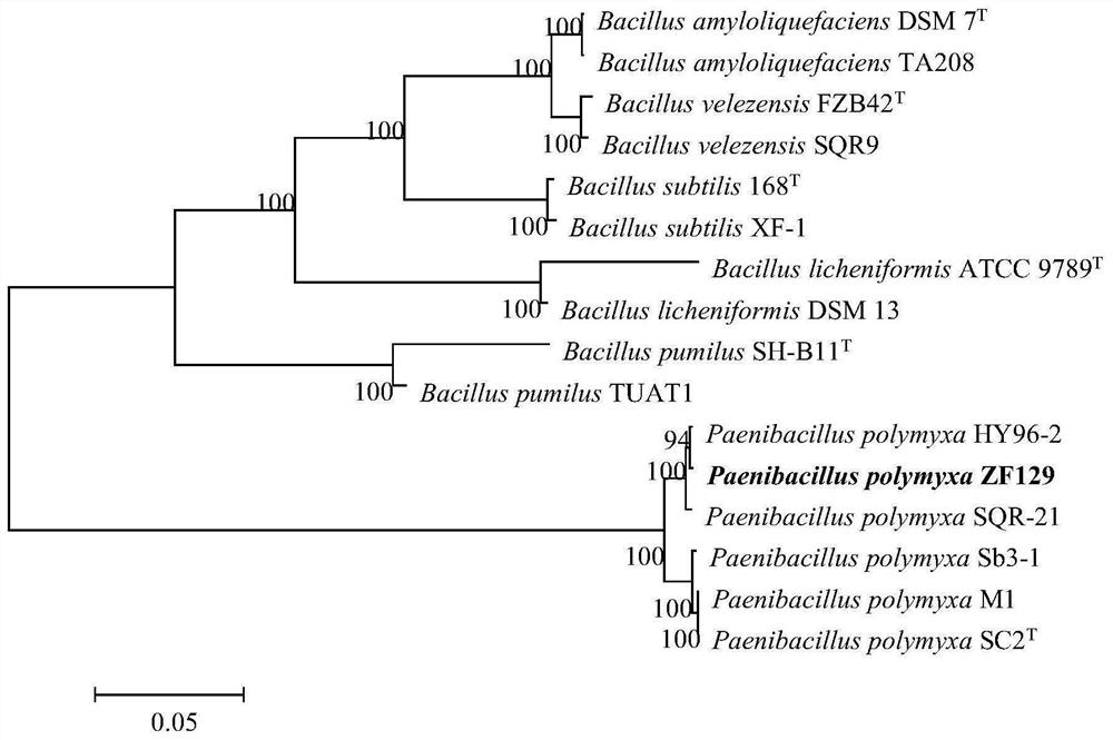 A strain of Paenibacillus polymyxa and its application in the control of various soil-borne diseases