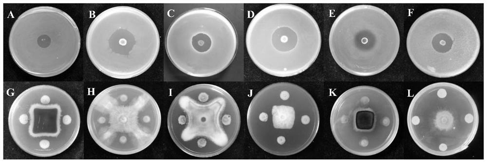 A strain of Paenibacillus polymyxa and its application in the control of various soil-borne diseases