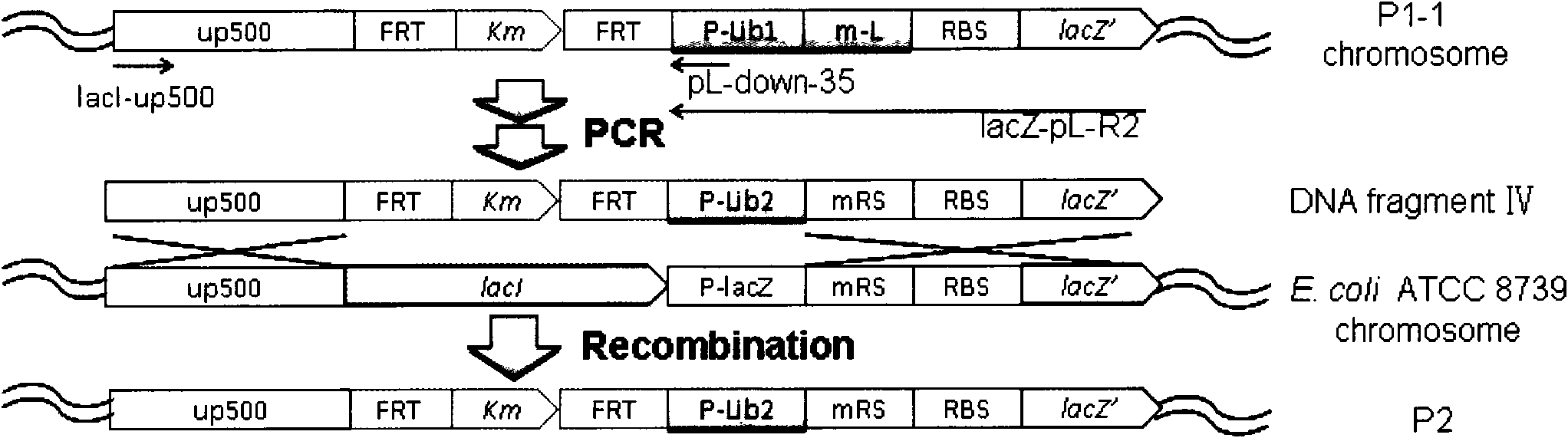 Method for regulating gene expression intensity on microbial chromosome by using artificial regulatory element and its library