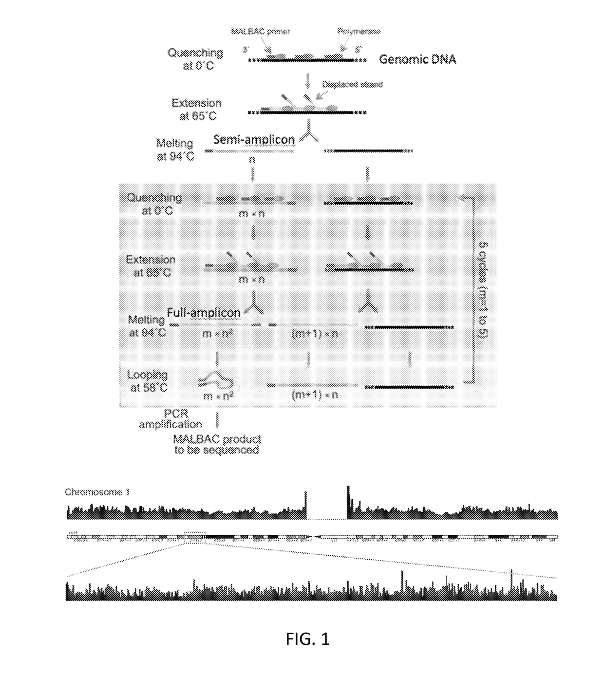 Methods of linearly amplifying whole genome of a single cell