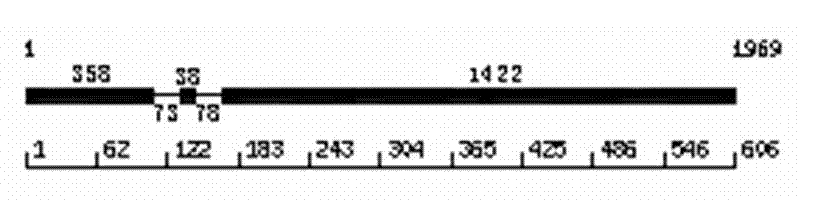 Application of phytophthora sojae oospore development-related transcription factor Myb gene