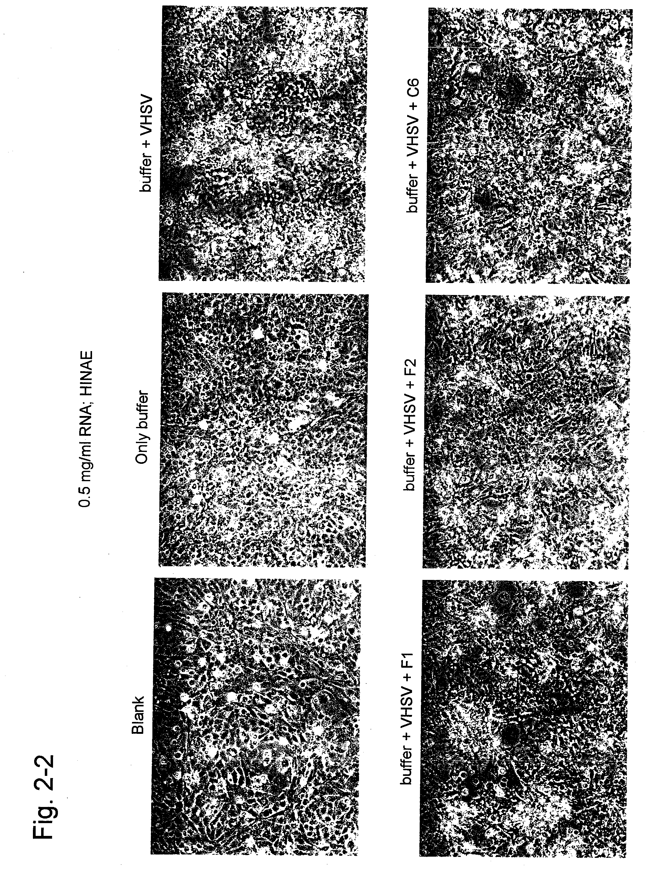 Aptamer capable of binding to viral hemorrhagic septicemia virus