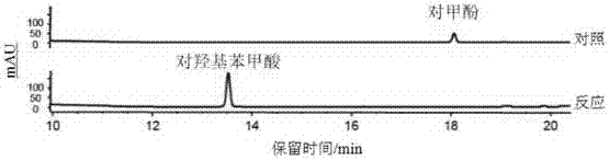 Biological catalysis system for oxidizing phenolic compound and application thereof