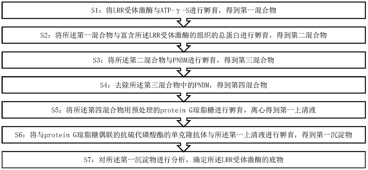 LRR (leucine-rich repeat) receptor kinase substrate searching method