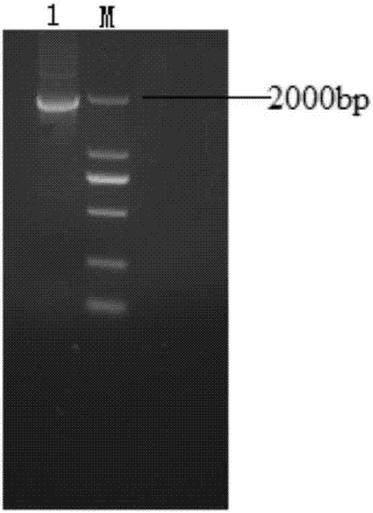 Gold ion detection and adsorption system, host bacteria thereof and gold ion recycling method