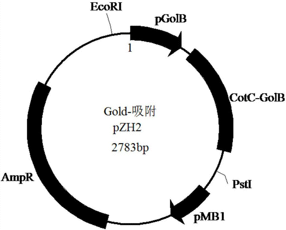 Gold ion detection and adsorption system, host bacteria thereof and gold ion recycling method