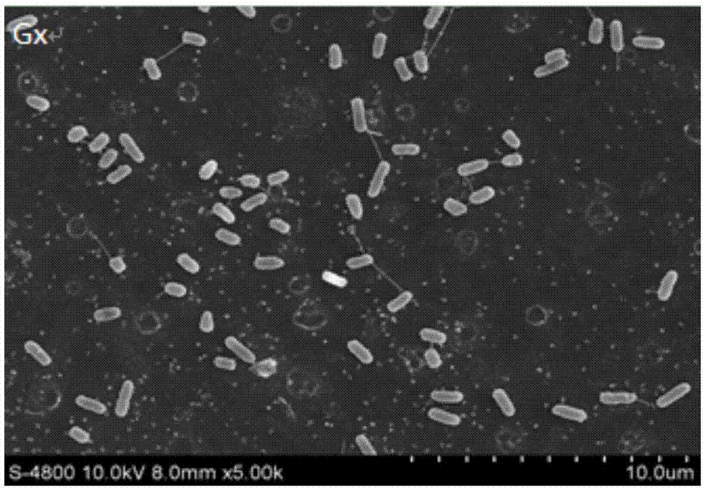 Pseudomonas aeruginosa and applications thereof